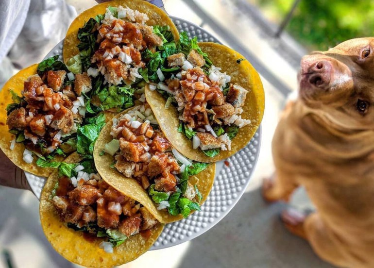 boca, tacos, vegan, vegan tacos, dog, pitt bull, adopt, mexican food