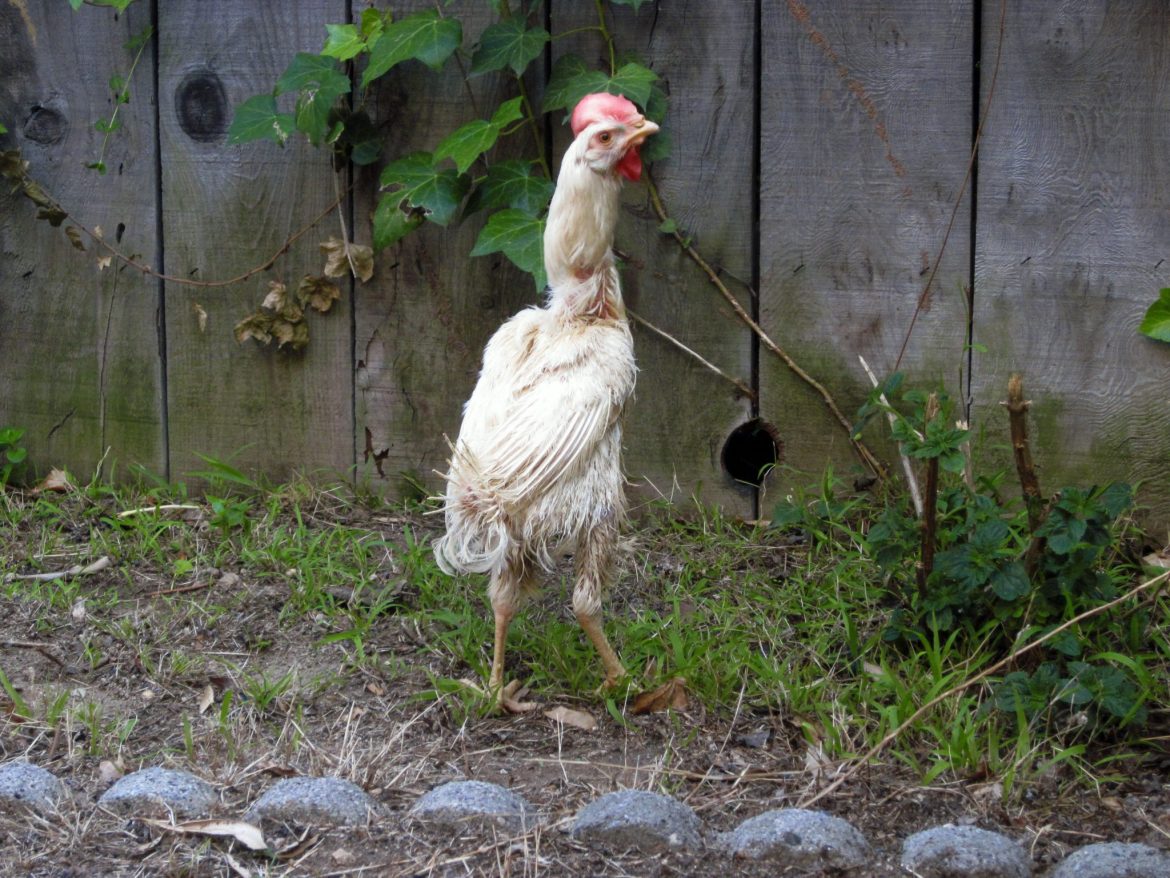 Fluke, rescued chicken from slaughterhouse