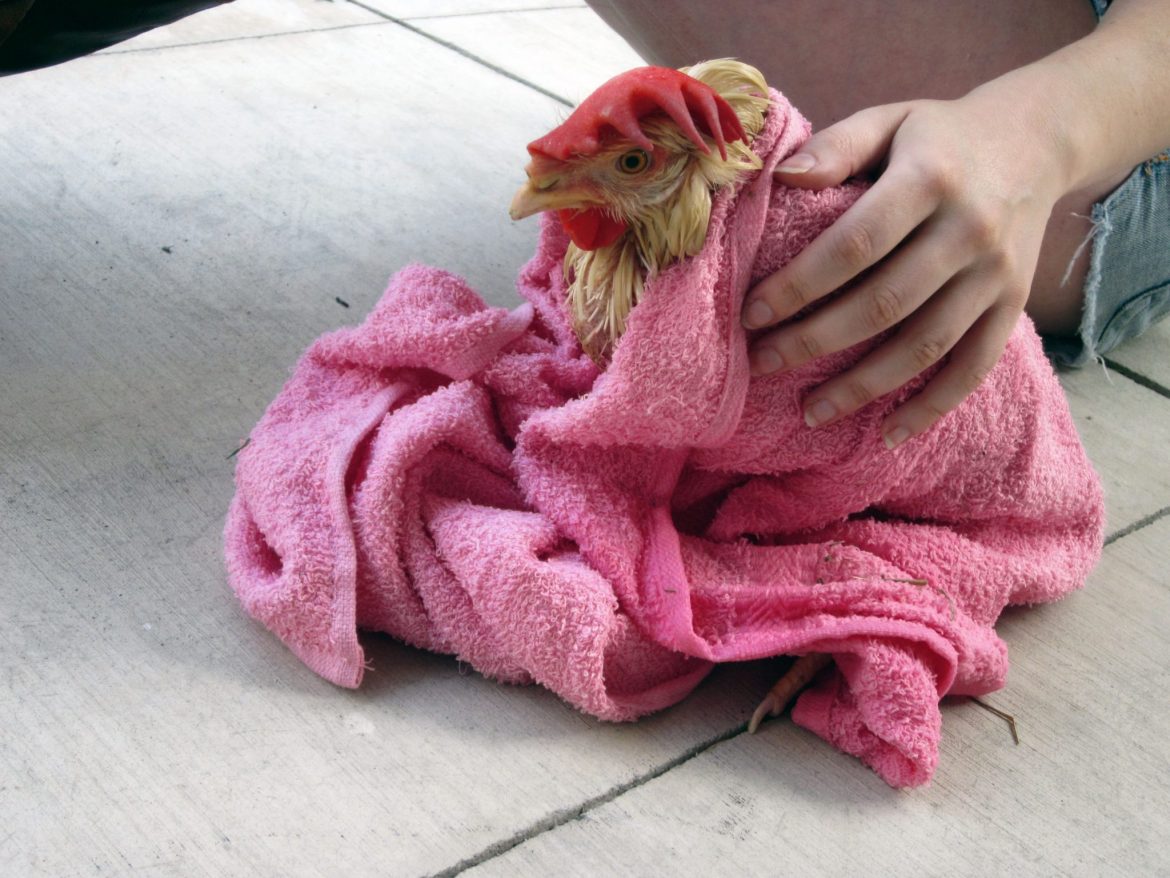 rescued chicken from slaughterhouse