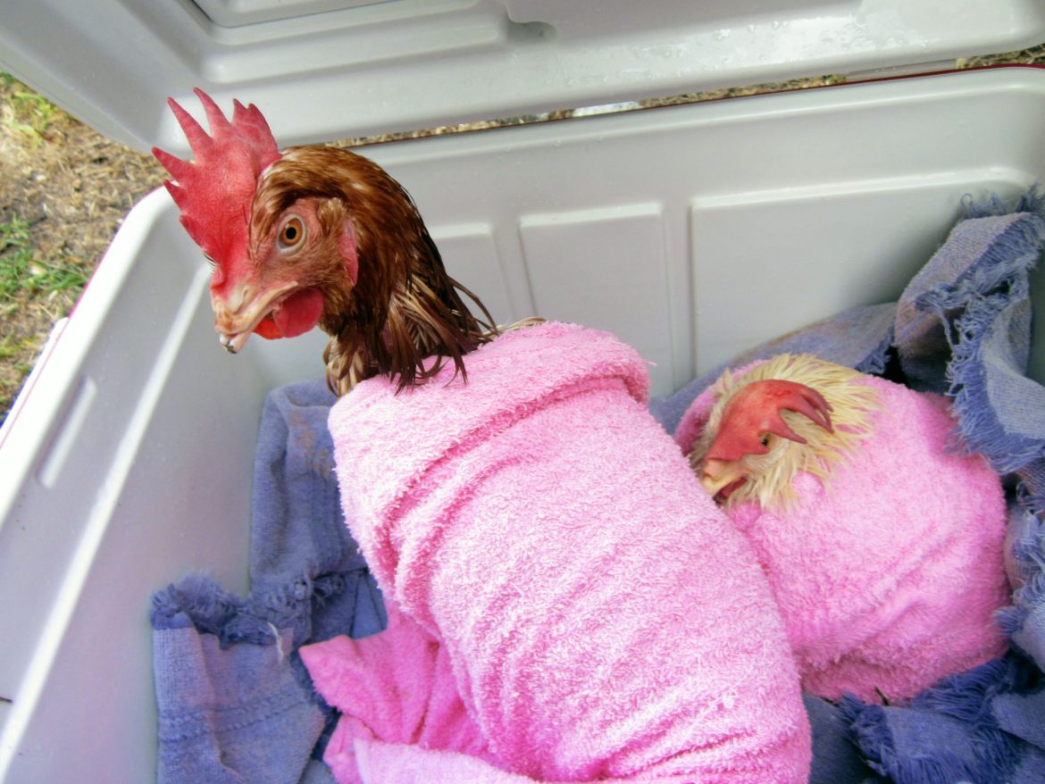 Lucky and Fluke rescued chickens from slaughterhouse