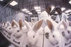 rabbits, white, draize test, vivisection, animal testing, lab, laboratory, cruel, vegan, vegetarian