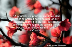 flowers mahatma mohandas gandhi quote a principle is a principle and in no case can it be watered down