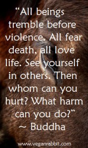 horse buddha quote all being tremble before violence all fear death all love life see yourself in others then whom can you hurt what harm can you do