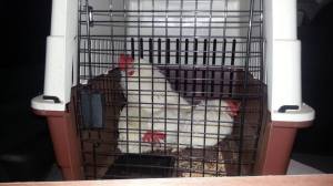 Chickens on their way to freedom.