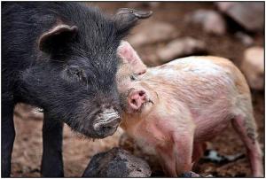 pigs cuddling animal rights vegan veganism vegetarian vegetarianism